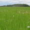 Pasture