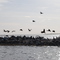 Double Crested Cormorants