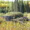 Beaver Dam