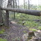 Beaver's outsmarted himself