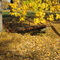 fall in the park