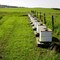 Apiary in Southern Alberta Foothills