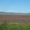 rose sea