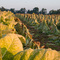 Tobacco Field
