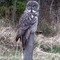 Great Grey