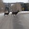 Mule doe and calf on road...! Nov/ 2012.