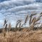 Barley field near Fabyan Alberta