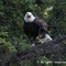 Bald Eagles, Whitehorse, Yukon
