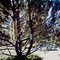 Dani's Photo - A Tree (fisher-price camera)