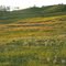 Golden Grasslands In The Coulee Near Saunders Lake, Close To Leduc AB, South of Edmonton June '10