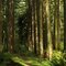Trail along the Coquitlam River