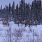 Small herd of Caribou