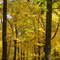 Sherborn Trees