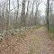 Woods path along Holliston-Medway border