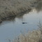 Beaver and Mallard Ducks