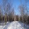 Corduroy Brook New Trail