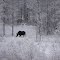 Maybel, Manning's Moose