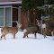 Wildlife ?