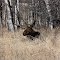 Moose nap