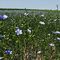 Flax field, outside Vulcan