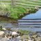 The Brook