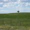 One Lone Tree