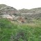 Contrasting Lush, Green Prairie With Red And Brown Badlands In The South Saskatchewan River Badlands In Redcliff Near Medicine Hat AB May '12