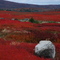 Howe Hill blueberry barrens