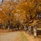 Maples in Autumn, Appleton, ME