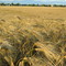 Barley field near Alma
