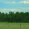 Bison Along the Highway in the Aspen Parklands of Elk Island Park East of Edmonton AB June '10