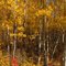 Gorgeous Painted Autumn Forest At The Strathcona Wilderness Centre, East of Edmonton Sep '10