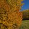 A Parkland Of Gold At The Strathcona Wilderness Centre East of Sherwood Park AB And Edmonton Oct '10