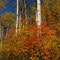 Painted Aspen Parkland At The Strathcona Wilderness Centre East of Sherwood Park AB And Edmonton Oct '10