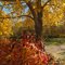 Gorgeous, Painted Autumn Parkland At The Trailhead in Cooking Lake-Blackfoot Recreation Area, East of Edmonton Sep '10