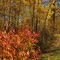 Colourful Parkland In Cooking Lake-Blackfoot Recreation Area Southeast of Edmonton Oct '10
