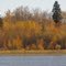 Golden Autumn Colours On A Lakeshore In Cooking Lake-Blackfoot Recreation Area Southeast of Edmonton Oct '10
