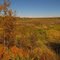 Golden Prairie And Aspen Trees Near Antler Lake, East of Edmonton Sep '10