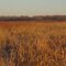 One Of Many Effects Of Global Warming - Years Of Below Average Precipitation In Central Alberta Creating Dry Grassland Where There Was Once Lots Of Water on Bennett Lake Bed East of Edmonton Dec '10
