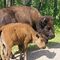 Bisons im Nationalpark Elk Island bei Edmonton