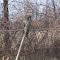 Great Grey Owl