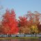 Fall Colors