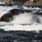 Whitewater
