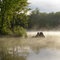 Mist on the lake