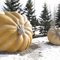 World's Largest Pumpkins in Smoky Lake AB, Mar '10
