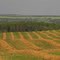 Gently Rolling Hills With Green And Gold on the Prairie Near Smoky Lake AB, Northeast of Edmonton Aug '10