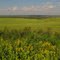 Golden Wildflower Foreground, Green Prairie Background Near Smoky Lake AB, Northeast of Edmonton Aug '10