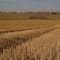 Golden, Vast Crop Lines Along Victoria Trail, South of Smoky Lake AB And Northeast of Edmonton Oct '10