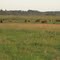 Classic Alberta - Cattle Grazing On The Open Prairie Along White Earth Valley, Smoky Lake County, Alberta, Northeast of Edmonton Aug '11