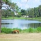 horses on Bay Lake, Bay Lake, Lake County (9-2008)